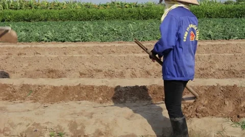 Citizens working in the field, Stock Footage 45919280