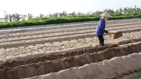 Citizens working in the field, Stock Footage 45919286