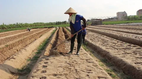 Citizens working in the field, Stock Footage 45919294