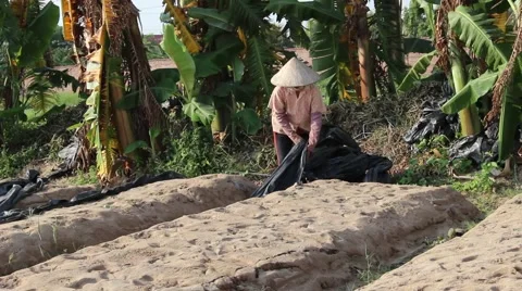 Citizens working in the field, Stock Footage 45919311