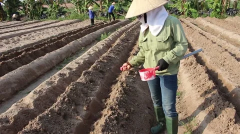 Citizens working in the field, Stock Footage 45919323