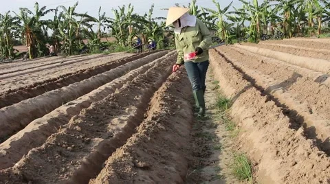 Citizens working in the field, Stock Footage 45919395