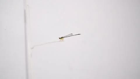 Citril dragonfly perched on a clear string on a white background. Dragonflies (s Stock Footage 338218353