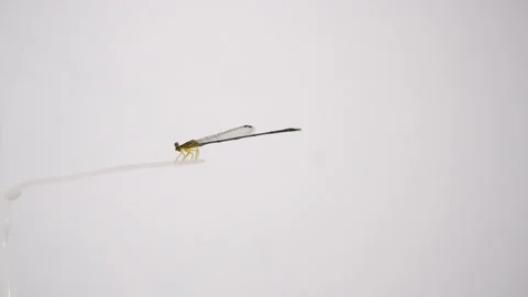 Citril dragonfly perched on a clear string on a white background. Dragonflies (s Stock Footage 338218354