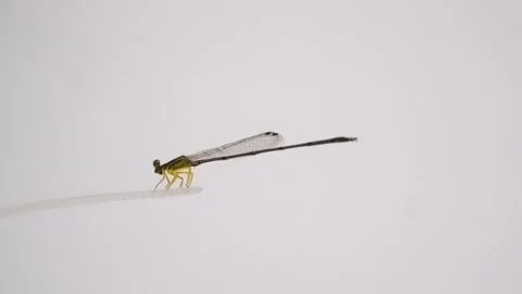 Citril dragonfly perched on a clear string on a white background. Dragonflies (s Stock Footage 338218427