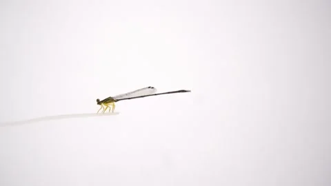 Citril dragonfly perched on a clear string on a white background. Dragonflies (s Stock Footage 338218456