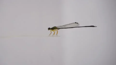 Citril dragonfly perched on a clear string on a white background. Dragonflies (s Stock Footage 338218457