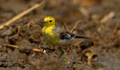 Citrin wagtail Stock Photos