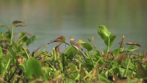 Citrine wagtail Stock Footage 145848587