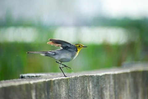 Citrine wagtail Stock Photos