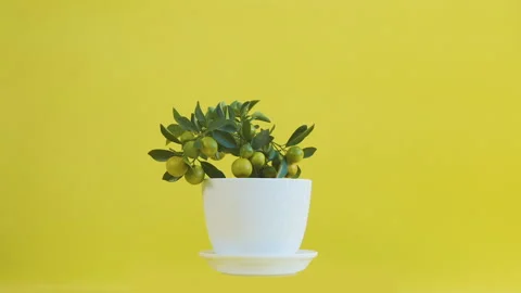 Citrofortunella microcarpa Stock Footage 132575589