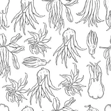 Citron (Buddha's hand fruit). Vector   pattern. Illustrazione stock