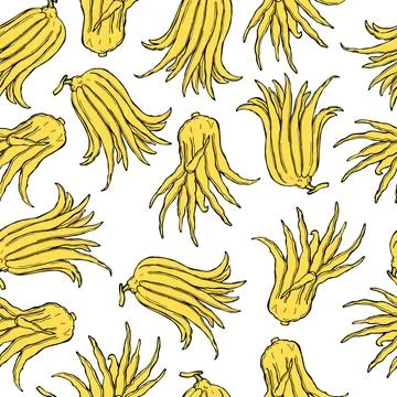 Citron (Buddha's hand fruit). Vector   pattern. Illustrazione stock