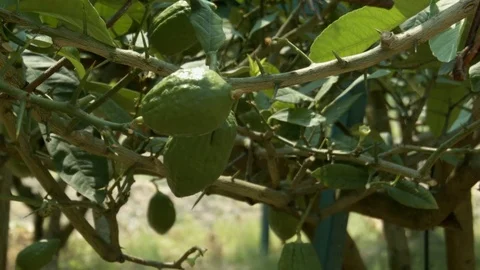 Citron on a tree Stock Footage 77336145