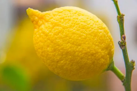 Citron at a tree Stock Photos