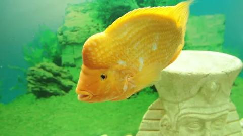 Citron tsihlazomy fish Stock Footage 50366944