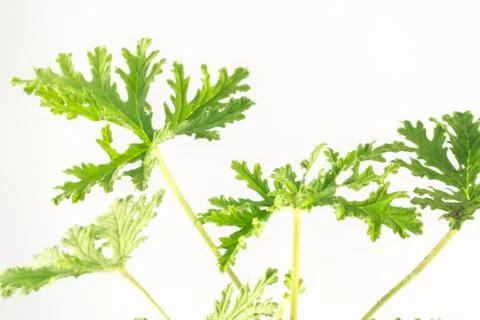 Citronella Plant Foto stock