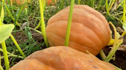 Citrouille Stock Footage 326300550