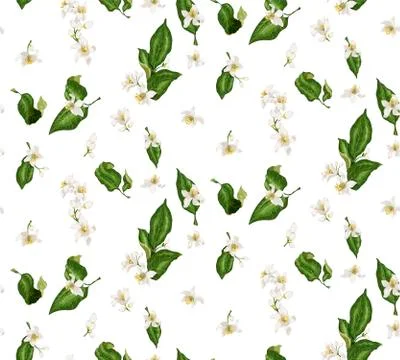 Citrus branches seamless pattern with flowers and leaves. Flowers of orange, Stock Illustration