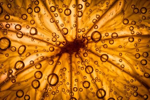 Citrus close up with bubbles, abstract background Stock Photos