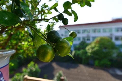 Citrus close-up on fruit tree Fotos de archivo