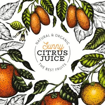 Citrus design templete. Hand drawn vector colour fruit illustration. Engraved Stock Illustration