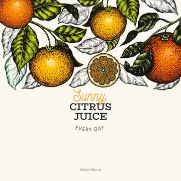 Citrus design templete. Hand drawn vector colour fruit illustration on dark b Stock Illustration