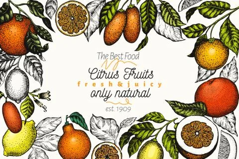 Citrus design templete. Hand drawn vector colour fruit illustration. Engraved Stock Illustration