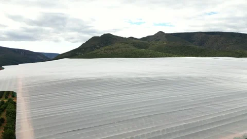 Citrus Farm Covered with Protective Netting beside Green Mountains, Drone Stock Footage 338124662