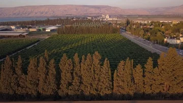 Citrus fields Sea of Galilee Stock Footage 86018318