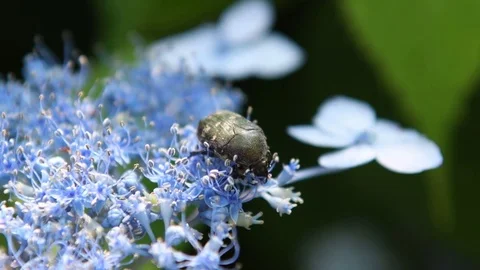 Citrus flower chafer &amp; hydrangea flowers Stock Footage 83473653