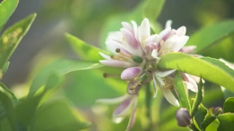 Citrus Flower Close Up Stock Footage 328964555