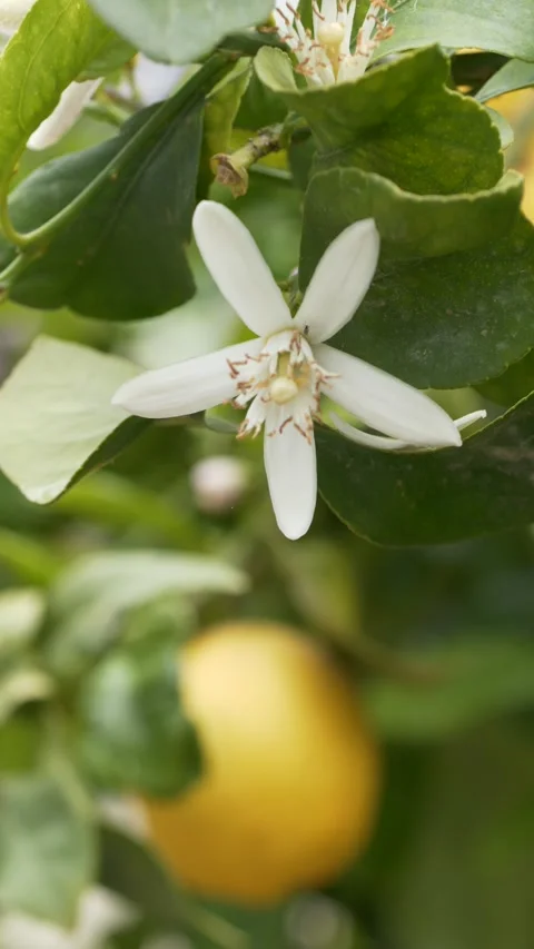 Citrus flower representing aromatic raw materials, botanical sourcing, and Stock-Footage 333114082