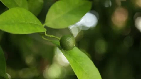 Citrus Stock Footage 10734283