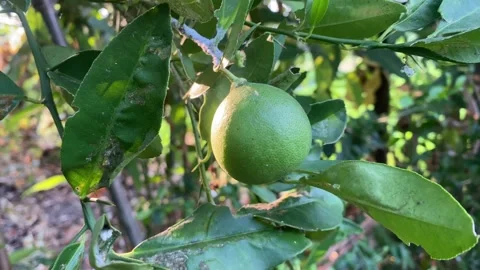 Citrus Video stock 276556960