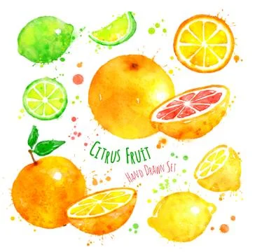 Citrus fruit Stock Illustration