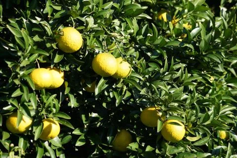 Citrus fruit image Stock Photos