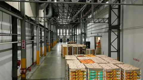 Citrus fruit loaded into cold storage 스톡 동영상 315077103