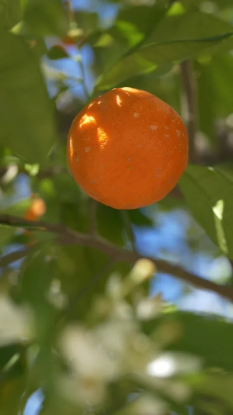 Citrus fruit moving gently in wind representing Mediterranean agriculture and Stock-Footage 333117794