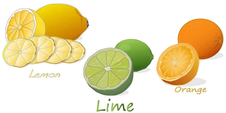 Citrus fruit. Orange, lemon, lime. Isolated on white background. Stock Illustration