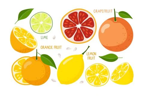 Citrus fruit set. Whole, half and slice of fruits isolated on white. Fresh Stock Illustration