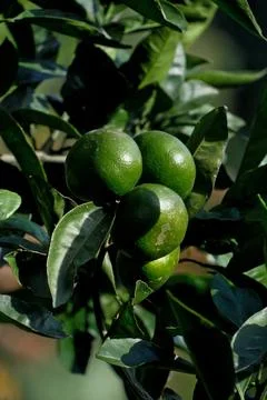 Citrus fruit on a tree with green leaves Stock-Fotos
