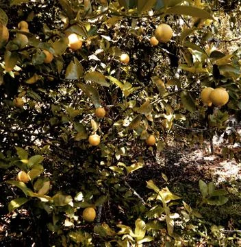 Citrus fruit tree Stock Photos