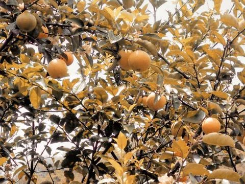 Citrus fruit tree Stock Photos