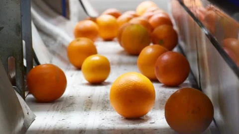 Citrus fruits in the automatic calibration machine Stock Footage 332241222