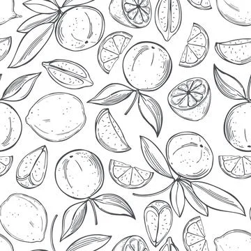 Citrus fruits. Lime. Vector   pattern. Stock Illustration