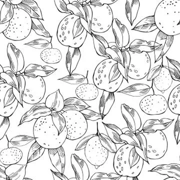Citrus fruits.Vector  seamless pattern Illustrazione stock