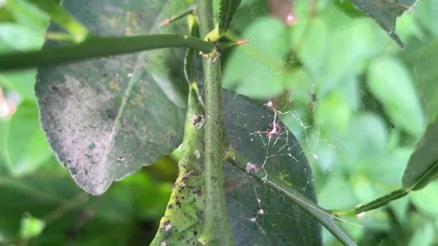 Citrus green leaf surrounded by delicate spiderwebs Stock Footage 328338900
