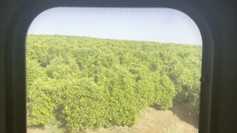 Citrus grove seen from train window, moth bumping against the glass Stock Footage 310047308