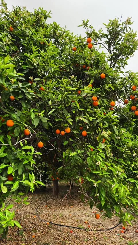 Citrus grove in vertical format with orange trees loaded with ripe oranges. Stock Footage 326495280